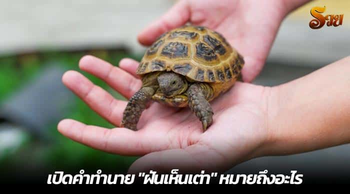 เปิดคำทำนาย ฝันเห็นเต่า หมายถึงอะไร