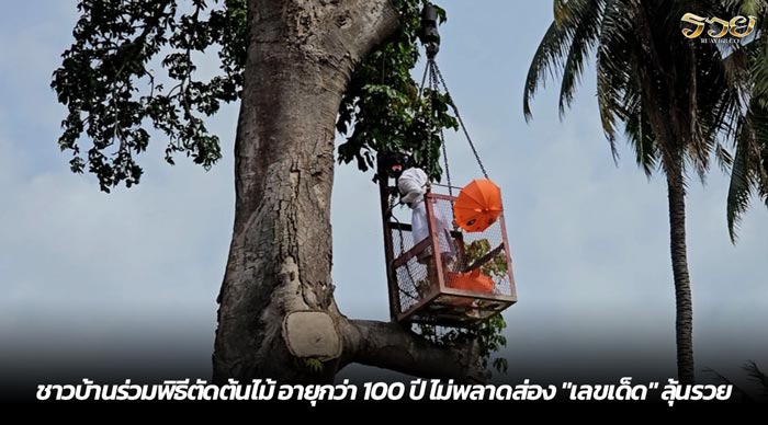 ชาวบ้านร่วมพิธีตัดต้นไม้ อายุกว่า 100 ปี ไม่พลาดส่อง เลขเด็ด ลุ้นรวย